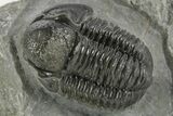 Detailed Gerastos Trilobite Fossil - Morocco #377233-1
